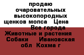 продаю очаровательных высокопородных щенков мопса › Цена ­ 20 000 - Все города Животные и растения » Собаки   . Ивановская обл.,Кохма г.